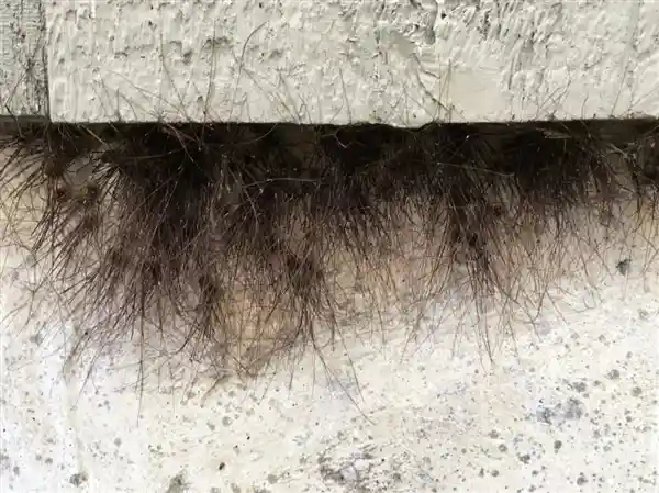惊人发现！石头竟然迸发出独特头发，背后隐藏着令人意想不到的真相！