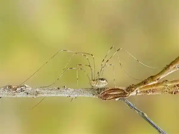 惊人发现！石头竟然迸发出独特头发，背后隐藏着令人意想不到的真相！