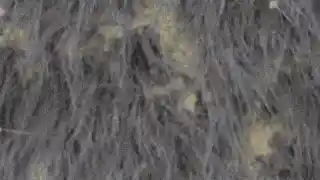 惊人发现！石头竟然迸发出独特头发，背后隐藏着令人意想不到的真相！