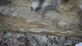 惊人发现！石头竟然迸发出独特头发，背后隐藏着令人意想不到的真相！