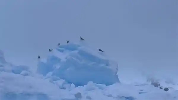 【揭秘雪花的神秘之美：原来它们的瓣数不止一个！】