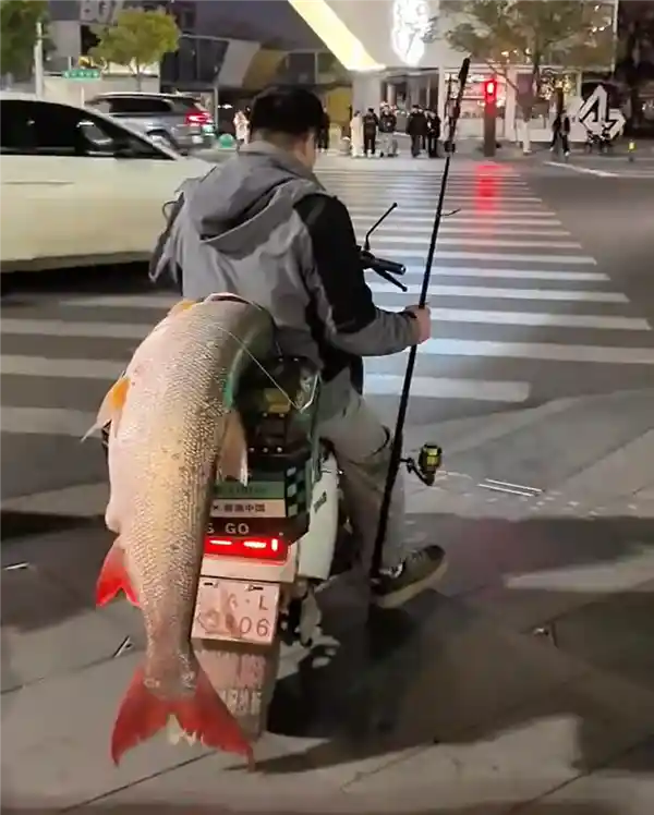 钓上56斤巨型鳡鱼！男子绑上电车绕城炫耀5小时