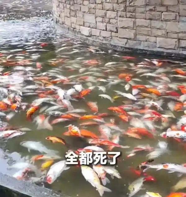 观赏鱼惨死公园！男子因嫉妒同行而投毒，被刑拘
