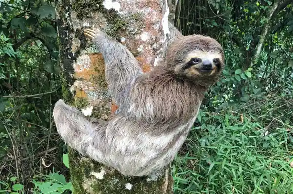 独一无二！这种哺乳动物绝对不会放屁！