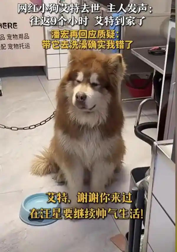 网红狗狗离世，主人带着艾特回家，感动万千网友