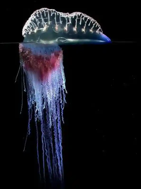 章鱼：海洋化敌为友的顶尖高手