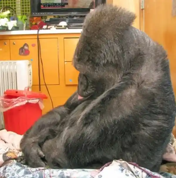大猩猩与喜剧演员用手语交流，成为意想不到的好友