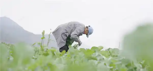 《板蓝根青菜登陆郑州盒马，夺冠春菜之王，香椿被逐出新晋榜单！》