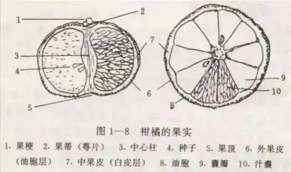 揭秘橘子果皮变蓝之谜：是霉变还是未知现象？食品安全引关注