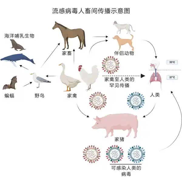 大S因流感合并肺炎突然离世！流感为何这般凶猛？