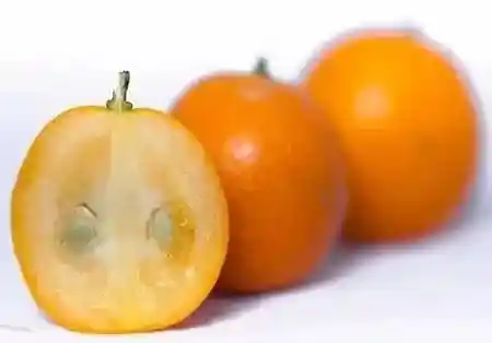 金橘之谜：揭秘你不知道的神秘水果