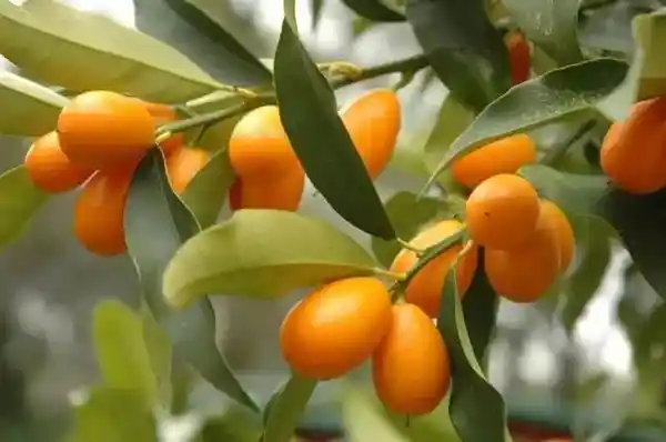 金橘之谜：揭秘你不知道的神秘水果