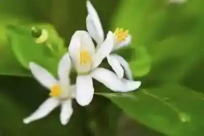 金橘之谜：揭秘你不知道的神秘水果