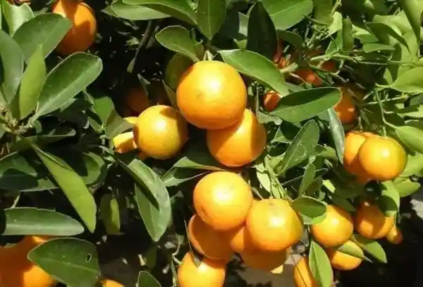 金橘之谜：揭秘你不知道的神秘水果
