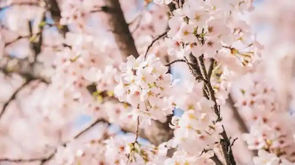 🌸武大2025赏樱季即将开启！3月12日，一起共赴浪漫之约🌸