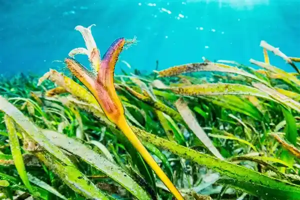 神秘海底之花：探秘唯一海洋开花植物的奇妙世界！