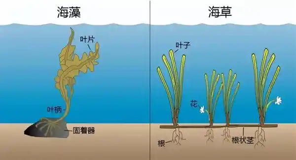 神秘海底之花：探秘唯一海洋开花植物的奇妙世界！