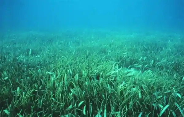神秘海底之花：探秘唯一海洋开花植物的奇妙世界！