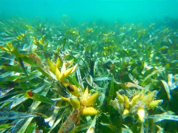 神秘海底之花：探秘唯一海洋开花植物的奇妙世界！