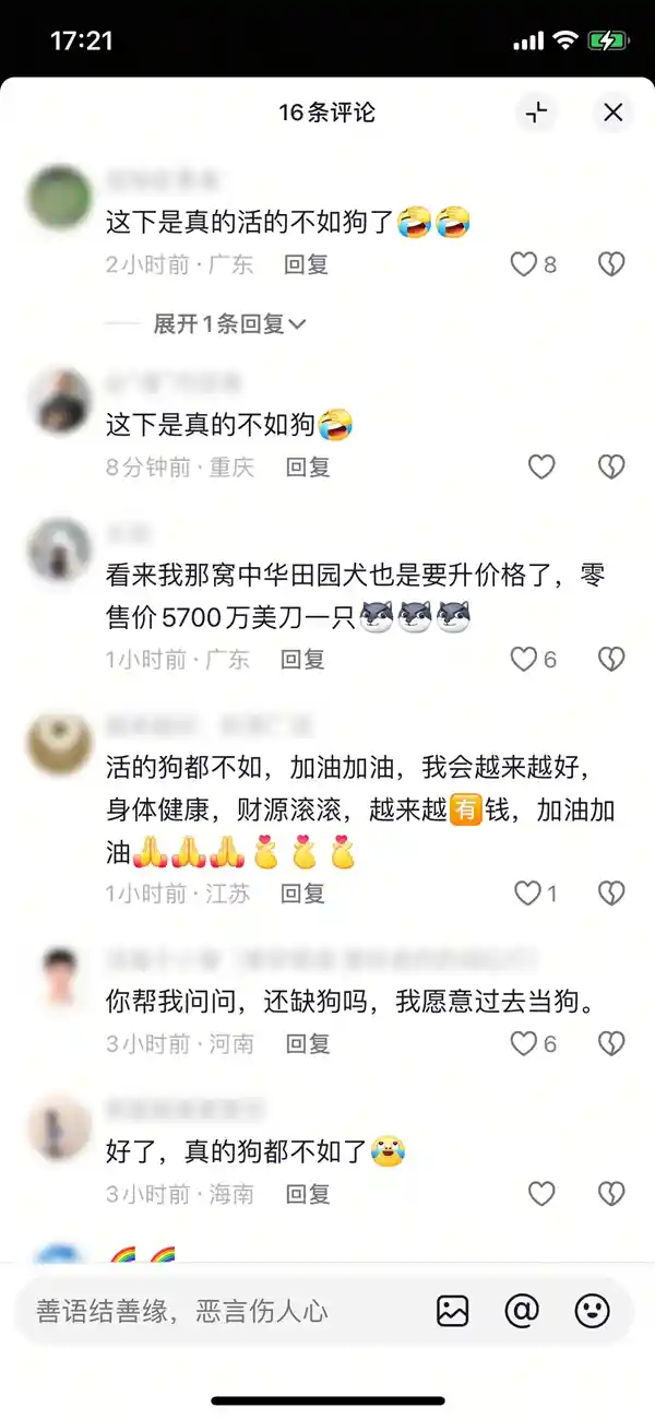 《身价4100万！全球最贵混血犬：狼与牧羊犬的传奇跨界》