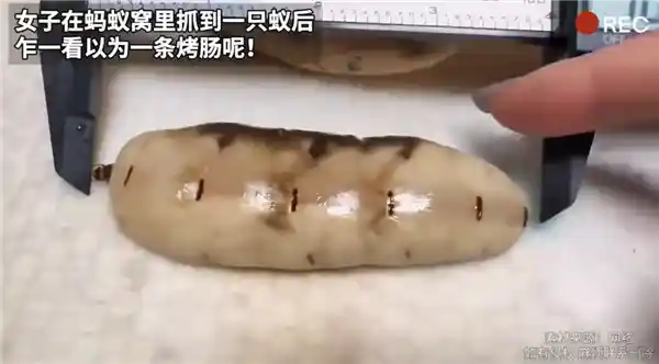 巨型蚁后惊现！女子挖出100毫米长的蚁后，宛如微型烤肠！
