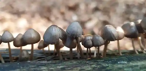 这些蔬菜堪比味觉炸弹：加水一煮，鲜美让你眉毛掉光光！