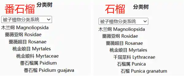 维C含量比苹果高21倍的通便水果，春季食用效果更佳！
