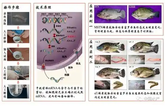 中国水产养殖业：全球第一，这个秘密你绝对猜不到
