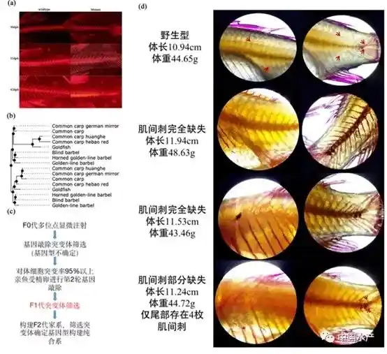 中国水产养殖业：全球第一，这个秘密你绝对猜不到