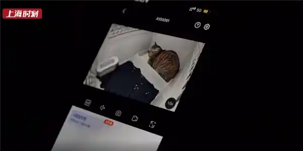 首只高铁托运宠物出发：幸运狸花猫踏上旅程！