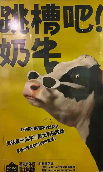 认养一头牛推出‘哞’版求职广告，致敬BOSS直聘引发热议！