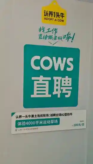 认养一头牛推出‘哞’版求职广告，致敬BOSS直聘引发热议！