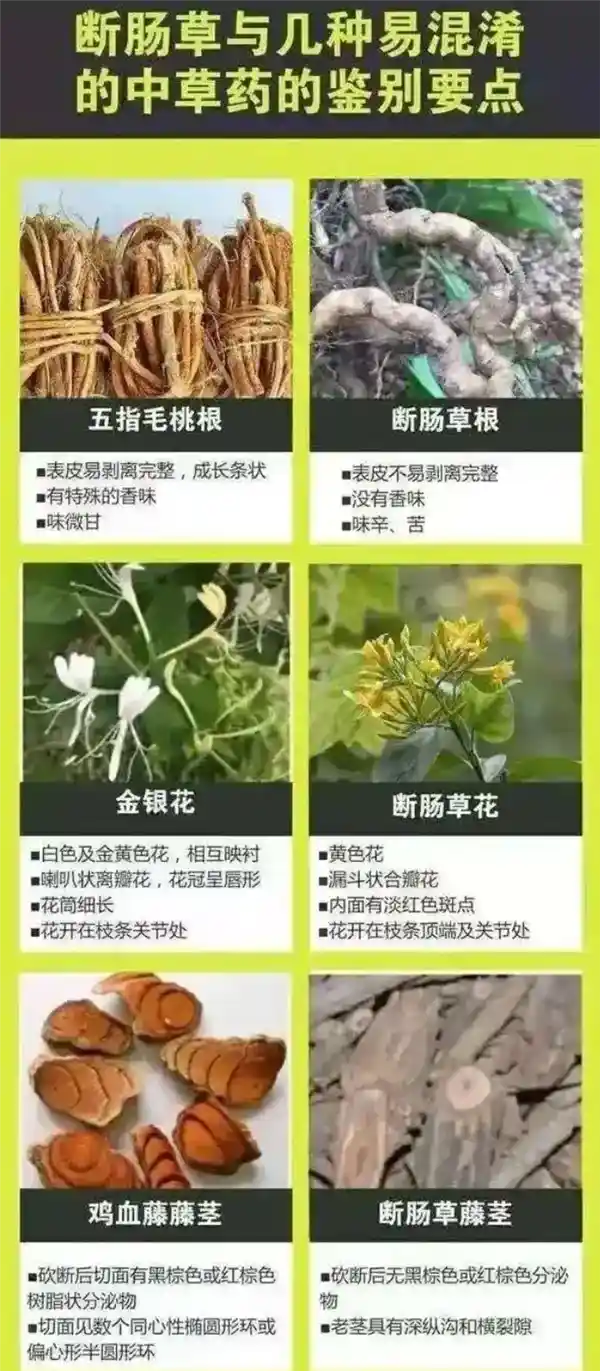一家6口误饮断肠草煲汤中毒进ICU：错当五指毛桃，医生紧急救治