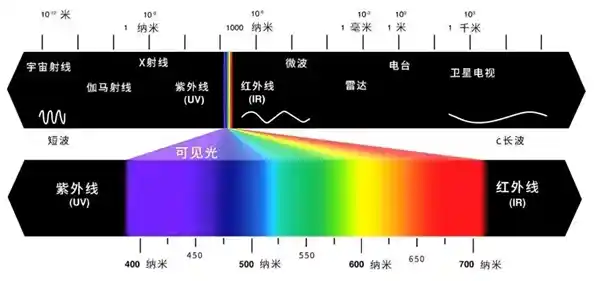 新发现：哺乳动物眼睛突破常规，夜视能力大幅提升！