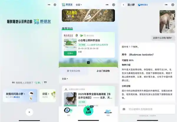 拍一拍，识万物！腾讯‘野朋友计划’携手混元推出物种翻译官