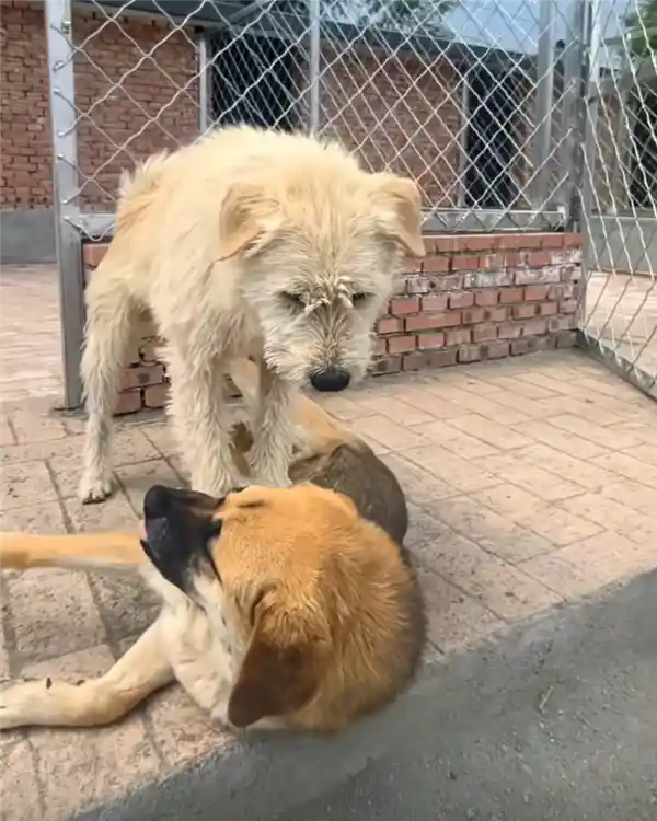 《走红海外的中国神犬！网友争相模仿的经典瞬间》