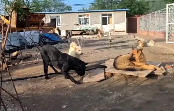 《走红海外的中国神犬！网友争相模仿的经典瞬间》