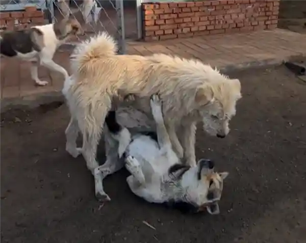《走红海外的中国神犬！网友争相模仿的经典瞬间》