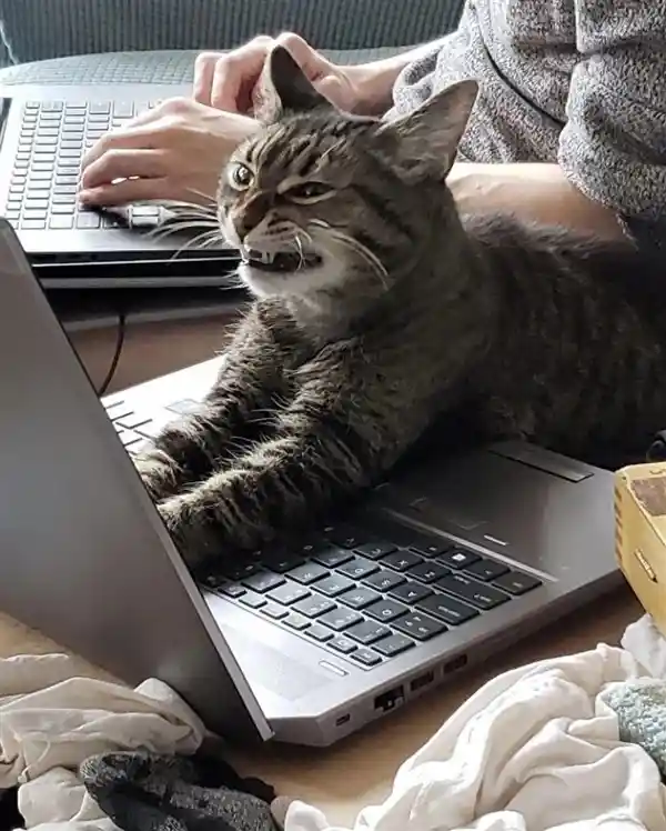 《猫咪闯祸！女子因宠物误发离职邮件丢掉工作，年终奖也泡汤了》