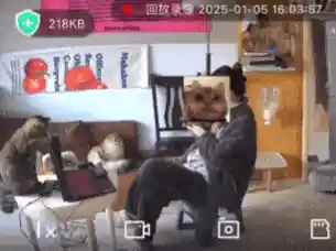《猫咪闯祸！女子因宠物误发离职邮件丢掉工作，年终奖也泡汤了》