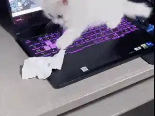 《猫咪闯祸！女子因宠物误发离职邮件丢掉工作，年终奖也泡汤了》