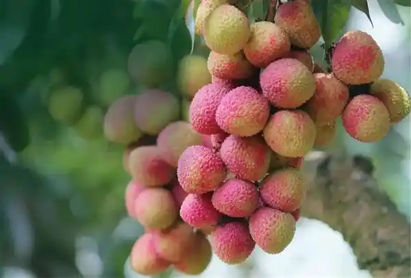 《荔香四溢：十大热门荔枝大对决，哪款才是你的心头好？》