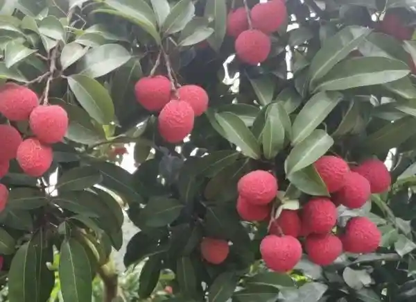 《荔香四溢：十大热门荔枝大对决，哪款才是你的心头好？》