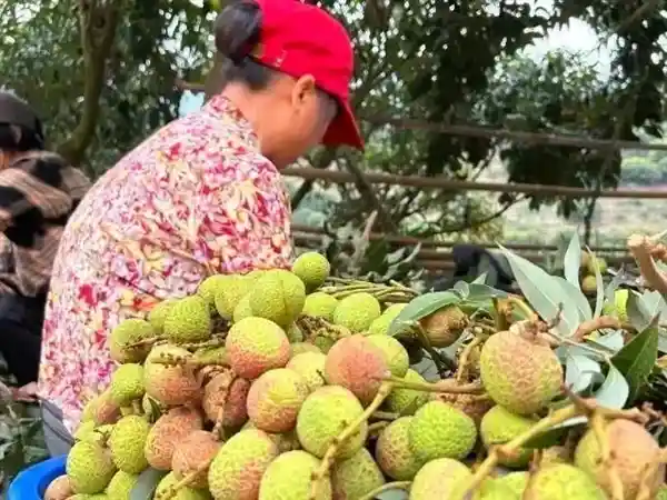 《荔香四溢：十大热门荔枝大对决，哪款才是你的心头好？》