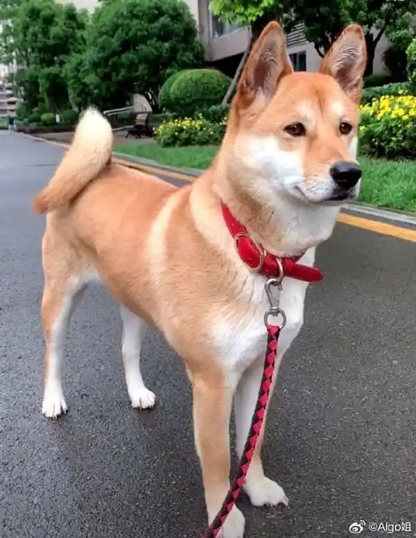 中华田园犬遭禁养引热议：网友直呼‘老祖宗严选’为何不让养？多部门回应来了