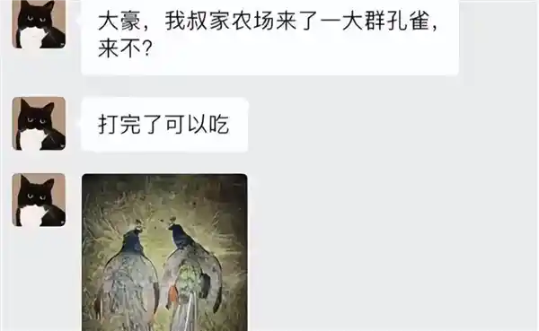 新西兰农场惊现孔雀群 中国网红上演奇幻狩猎