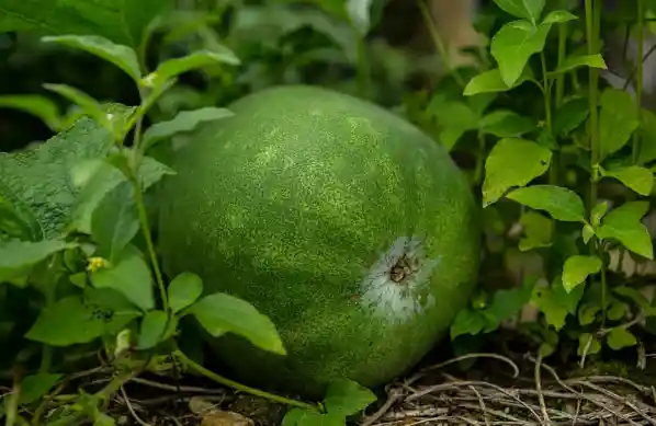 抱冬瓜入眠？夏日降暑新妙招引热议，96%含水量惊呆网友