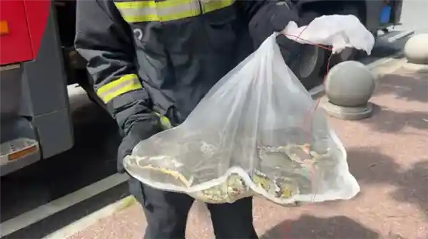 佛山一公园惊现两米巨蟒，消防员成功救助放归自然